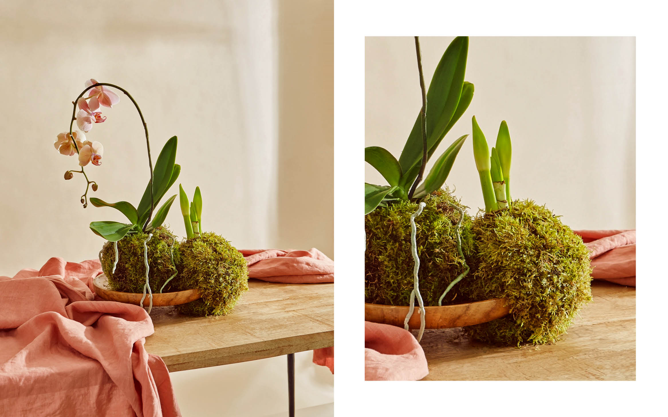 Kokedama
